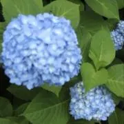 にゃんの画像