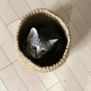 タカ