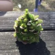 マネコの画像