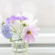 himawariの画像