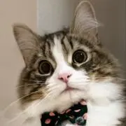 ジジちゃんの画像