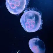 k.i1108の画像
