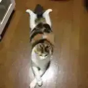 owlletterの画像