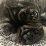 チャチャの画像