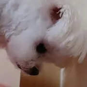 ゅり