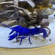 メロンパンの画像
