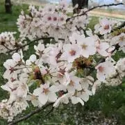 sakuraの画像