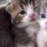 たそー