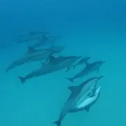 kokoの画像
