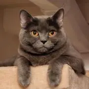 Coco1104の画像