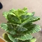 cocoの画像