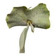 ヤマカガシの画像