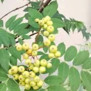 susuの画像