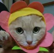 ホビ猫の画像