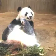 ユメクズ
