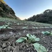 どうもの画像