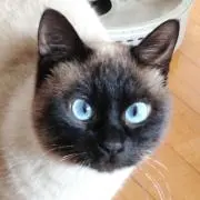 しおん