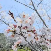 みっつんの画像