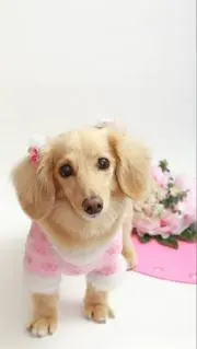 ☆ハニマロ☆の画像