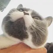 ブリコの画像