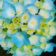 黒蜜の画像