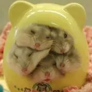 りんたろす