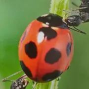 パッショーネの画像