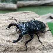 スマイルの画像