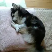 seimamaの画像