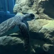 stwの画像