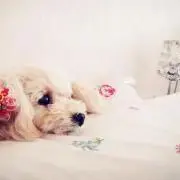 creaの画像
