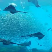 レオの画像