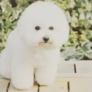 ウッサの画像
