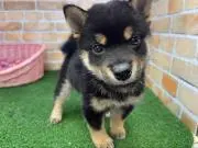Pokoの画像