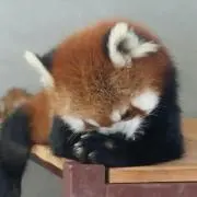 つよ作