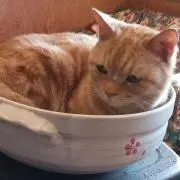 さくらんぼ35の画像