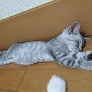 のっち