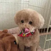 ミント