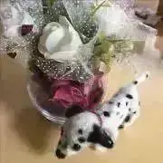 ははこの画像