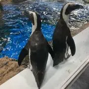 ひめなぎ