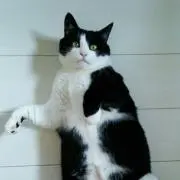 スミ子