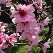 jiji228