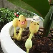 まりも