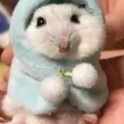 なおちゃんの画像