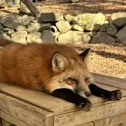 キリの画像