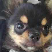 mamの画像