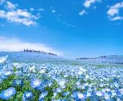 てちの画像