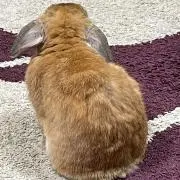 maruの画像