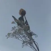 みく