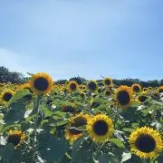 ねねの画像